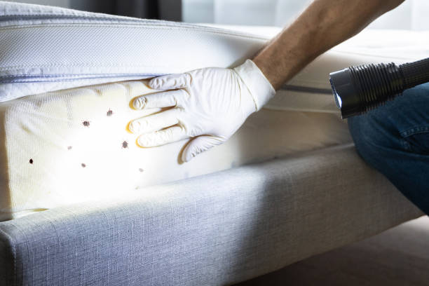 Best Mosquito Control Services  in Rockwood, TN