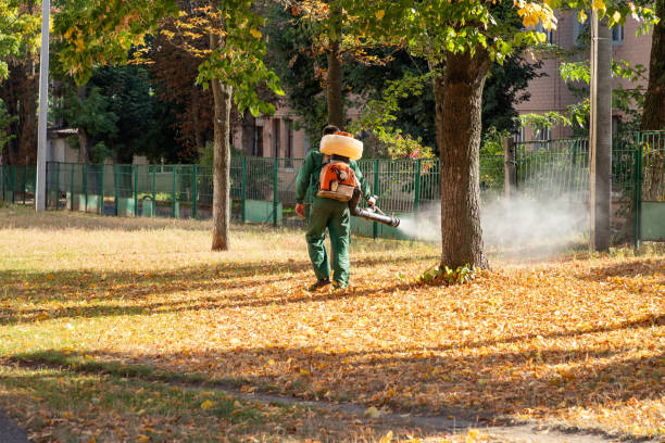 Flea Control Services in Rockwood, TN
