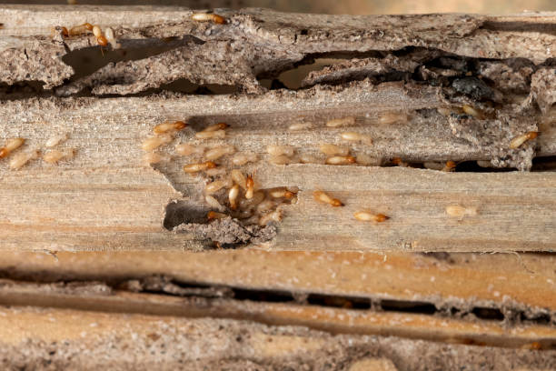 Best Bed Bug Extermination  in Rockwood, TN