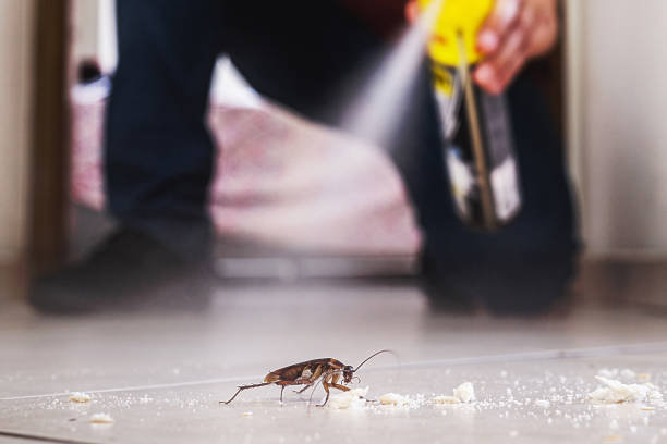 Reliable Rockwood, TN Pest Control Solutions